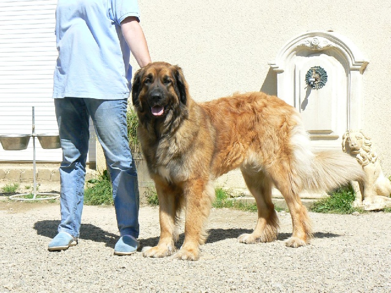 Ayla des lions de la ferronniere