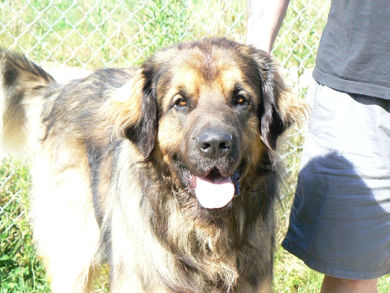 Azgan des lions de la ferronniere
