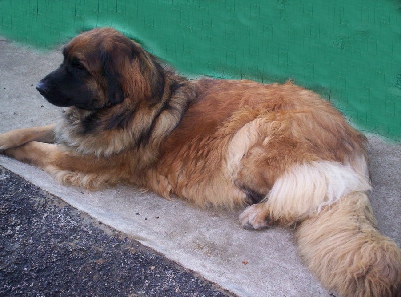 Corellia des lions de la ferronniere