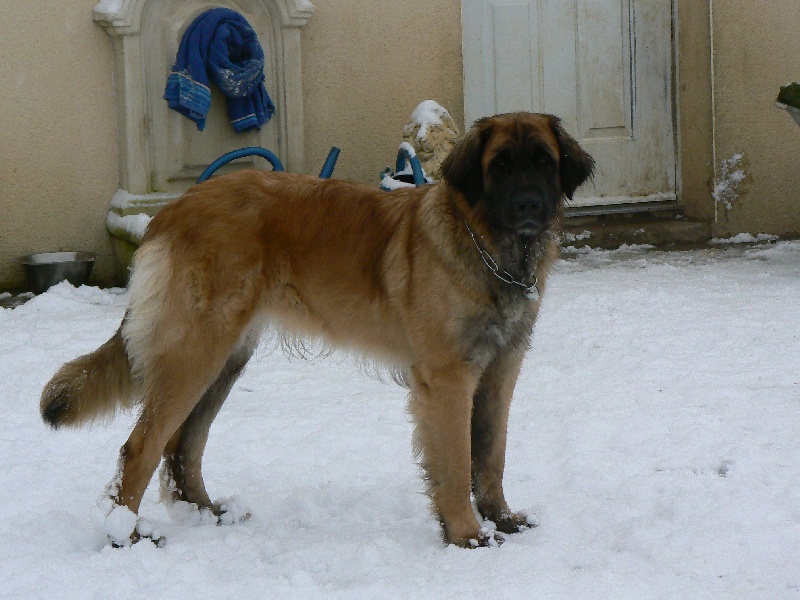 Dee jee des lions de la ferronniere