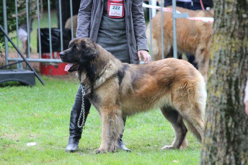 Eleonore des lions de la ferronniere