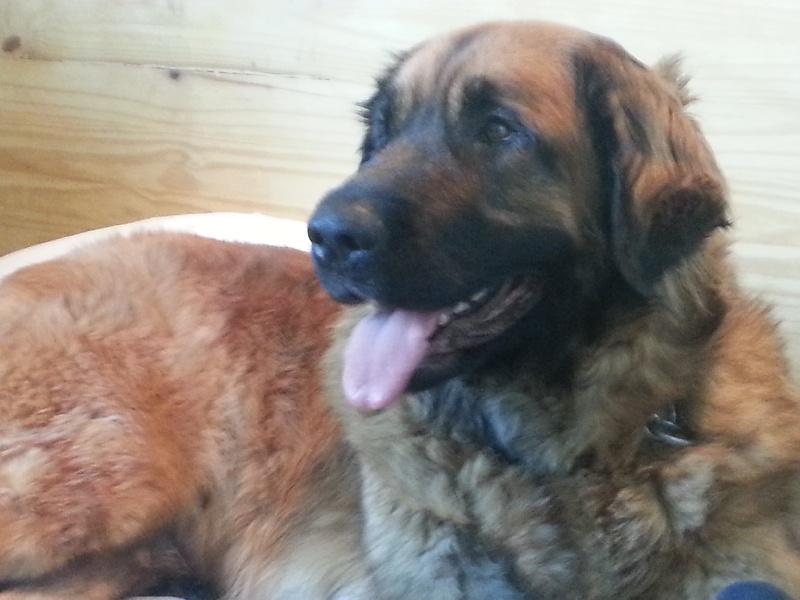 Floride des lions de la ferronniere