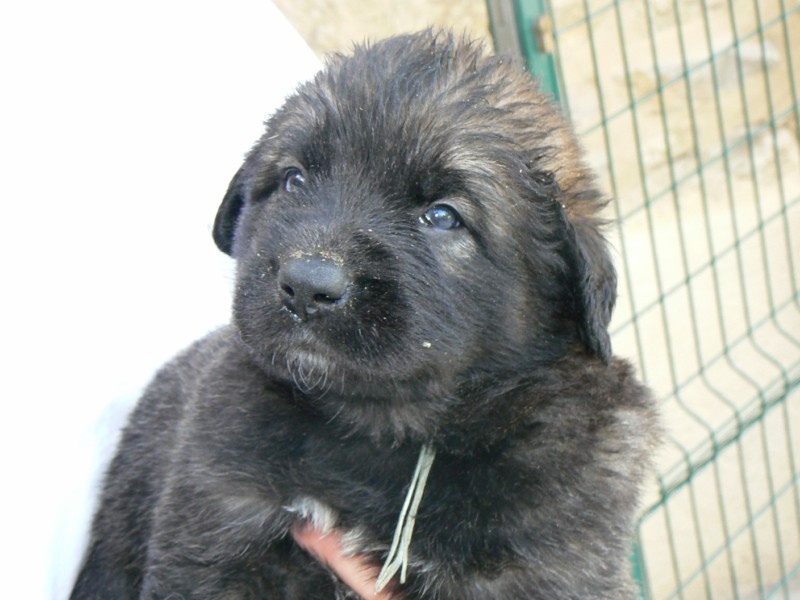 des lions de la ferronniere - Leonberger - Portée née le 06/06/2009