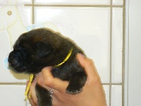 CHIOT JAUNE