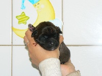 CHIOT MARRON