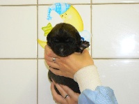 CHIOT BLEU
