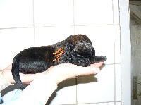 CHIOT ORANGE
