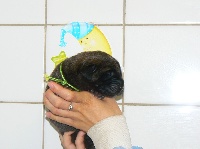 CHIOT VERT