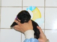CHIOT VIOLETTE