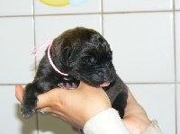 CHIOT ROSE