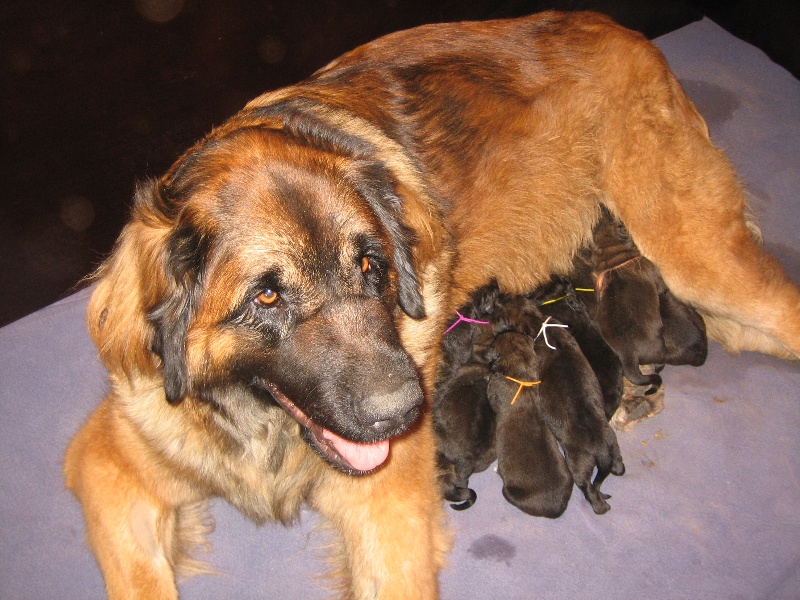 des lions de la ferronniere - Leonberger - Portée née le 12/01/2011
