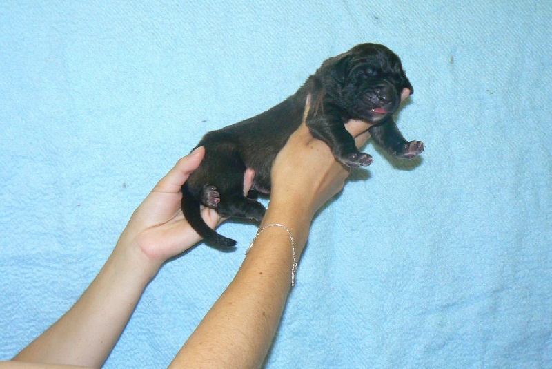 des lions de la ferronniere - Leonberger - Portée née le 19/07/2013